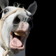 Illustration for article titled Norwegian teen eats pet horse, says it was delicious